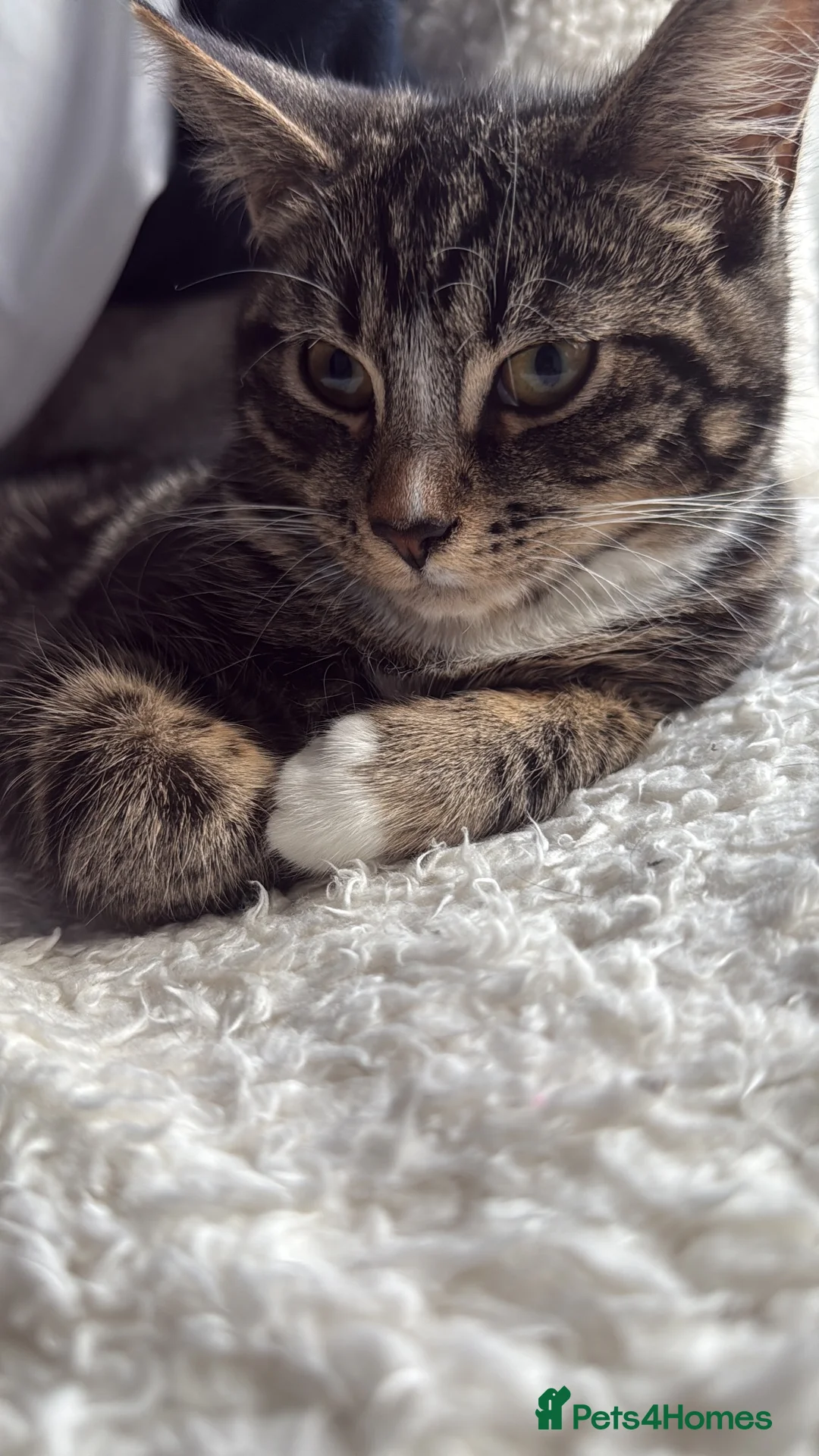 American Shorthair cats for sale: 1-Year-Old Tabby American Shorthair – Kylie in Slough - Advert 2