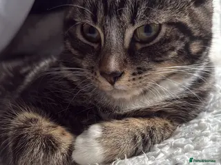 American Shorthair cats 1-Year-Old Tabby American Shorthair – Kylie - Advert 2