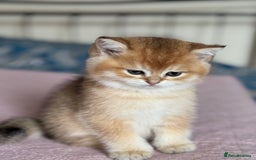 British Shorthair cats for sale: Ready now golden BSH - Image 18