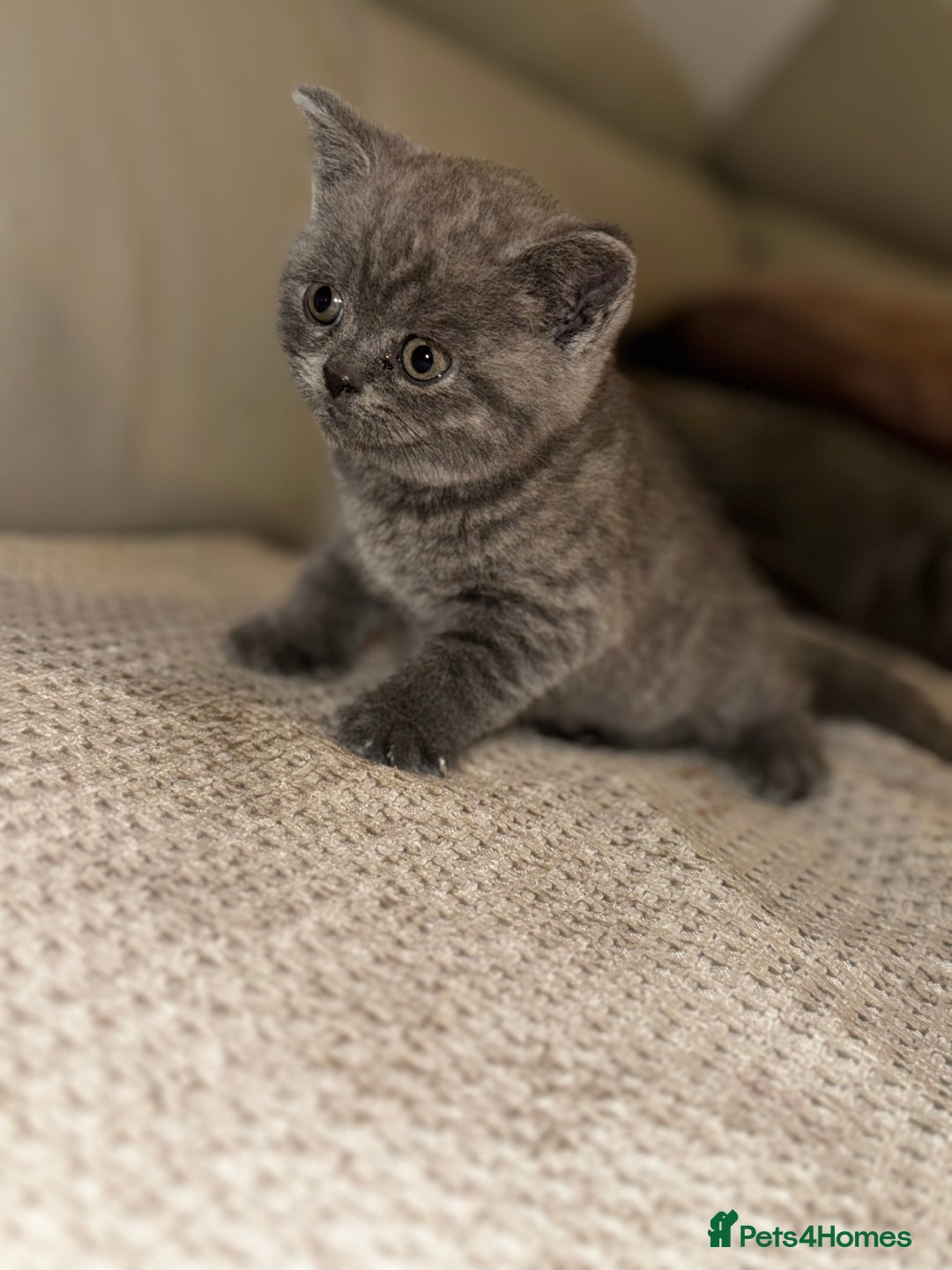 British Shorthair cats for sale: British short hair kittens - Advert 18