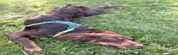 Mixed Breed dogs for sale: BEAUTIFUL BORDER COLLIE X COCKER SPANIEL  - Advert 2