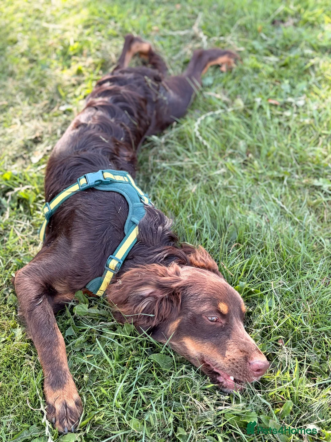 Mixed Breed dogs for sale: BEAUTIFUL BORDER COLLIE X COCKER SPANIEL  - Advert 2