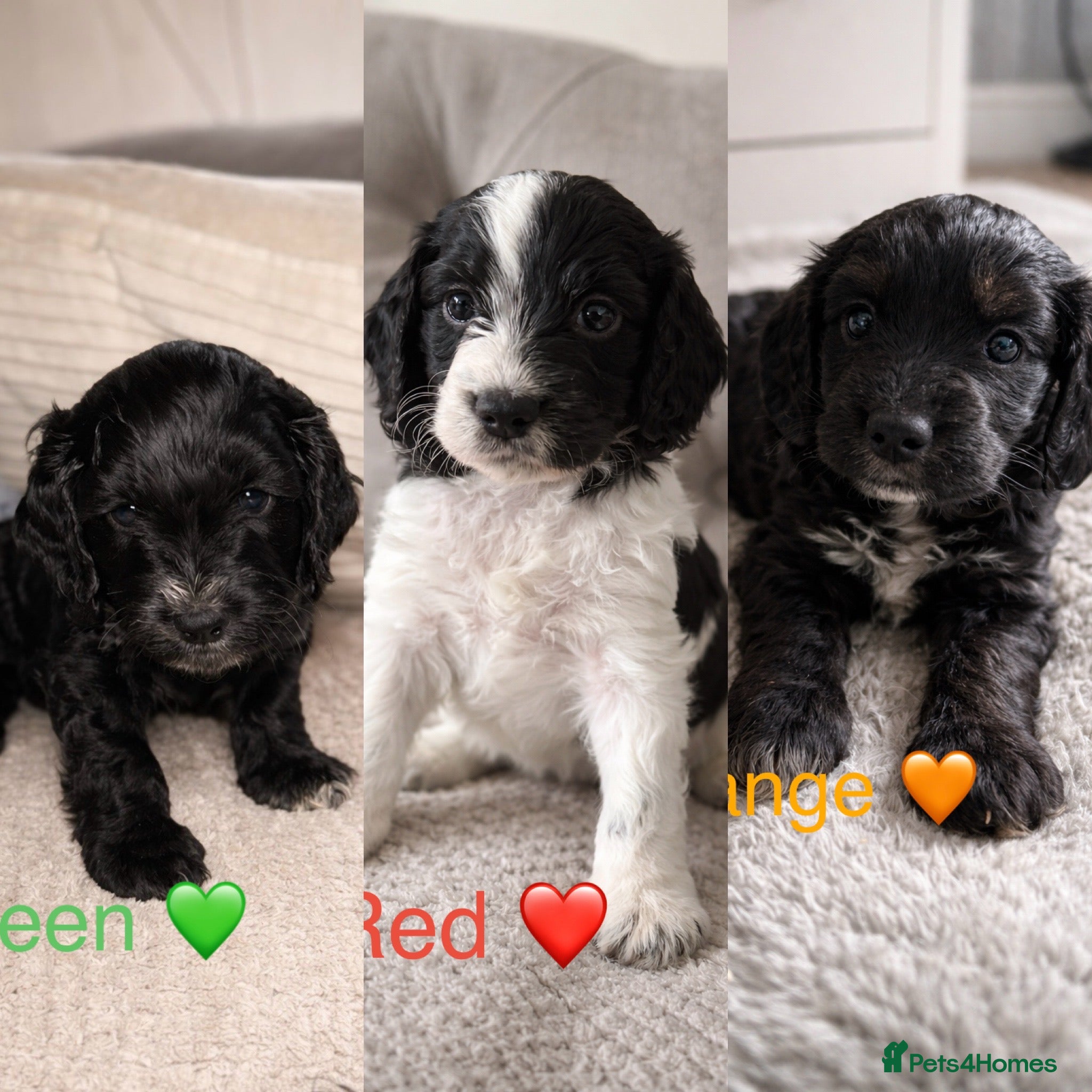 Cockapoo dogs Cockapoos - Advert 13