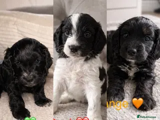 Cockapoo dogs Cockapoos - Advert 13