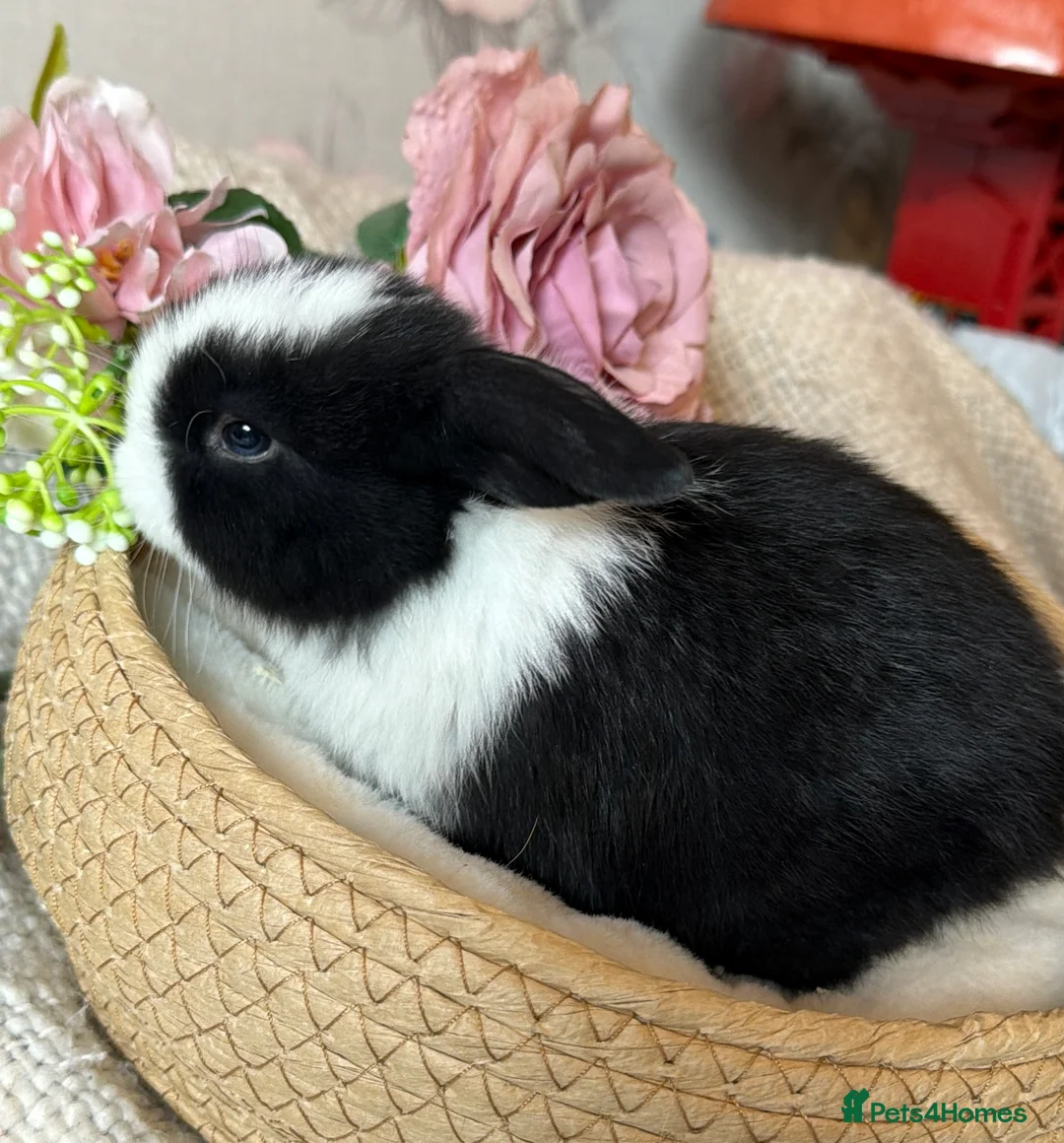 Mini Lop rabbits for sale: Mini lops - Advert 6