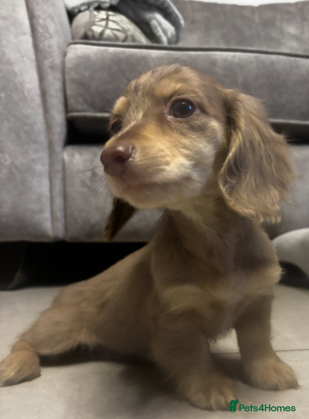 Miniature Dachshund dogs Long haired cream Puppies  - Advert 6