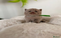 British Shorthair cats for sale: 7 British Shorthair Kittens TICA®️ – Import Lines - Image 27