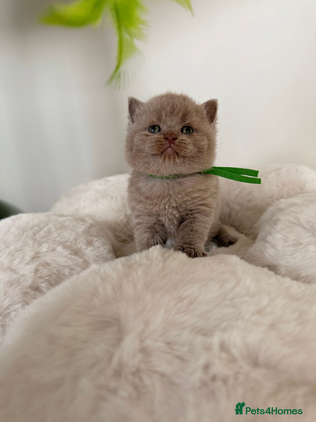 British Shorthair cats for sale: 7 British Shorthair Kittens TICA®️ – Import Lines - Image 27