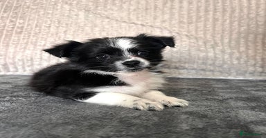 Mixed Breed dogs - Advert 5