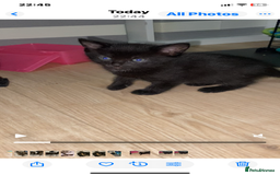 Bengal cats for sale: Litter of five stunning bengal/tabby mix kittens  - Image 15