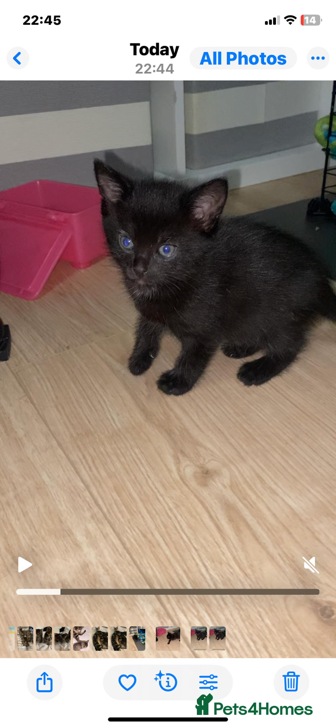 Bengal cats for sale: Litter of five stunning bengal/tabby mix kittens  - Image 15