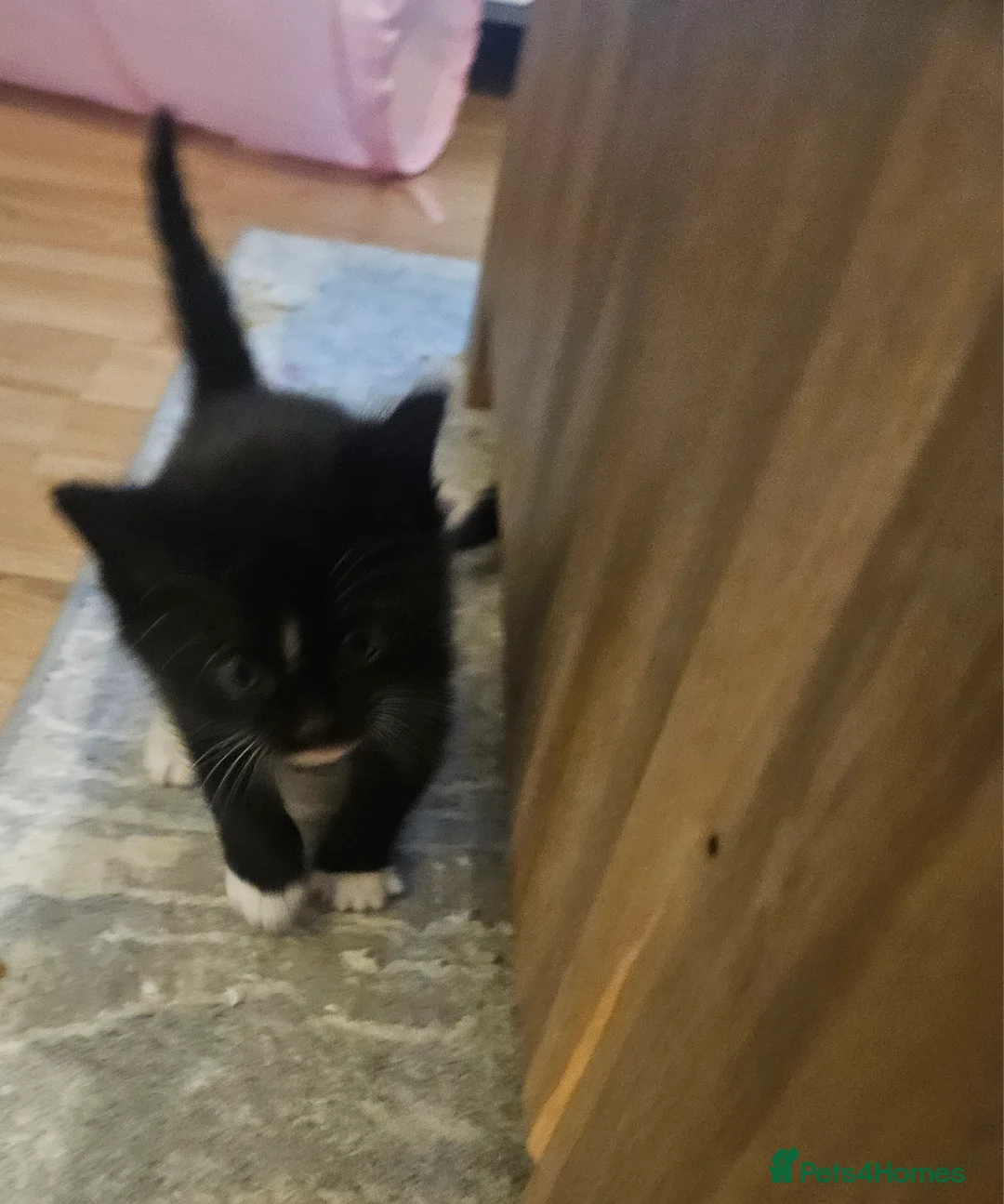 Mixed Breed cats for sale: 5 beautiful kittens available - Advert 16