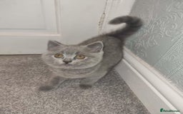 British Shorthair cats for sale: 3 beautiful bsh female kittens available  - Image 12
