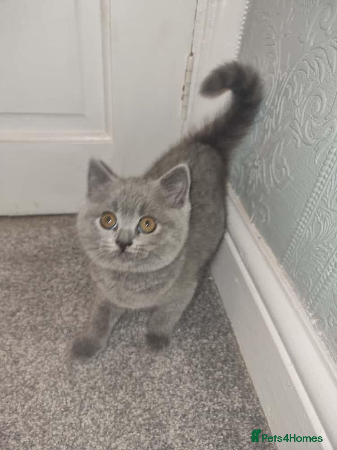 British Shorthair cats for sale: 3 beautiful bsh female kittens available  - Image 12