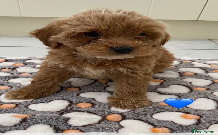 Cockapoo dogs - Advert 8
