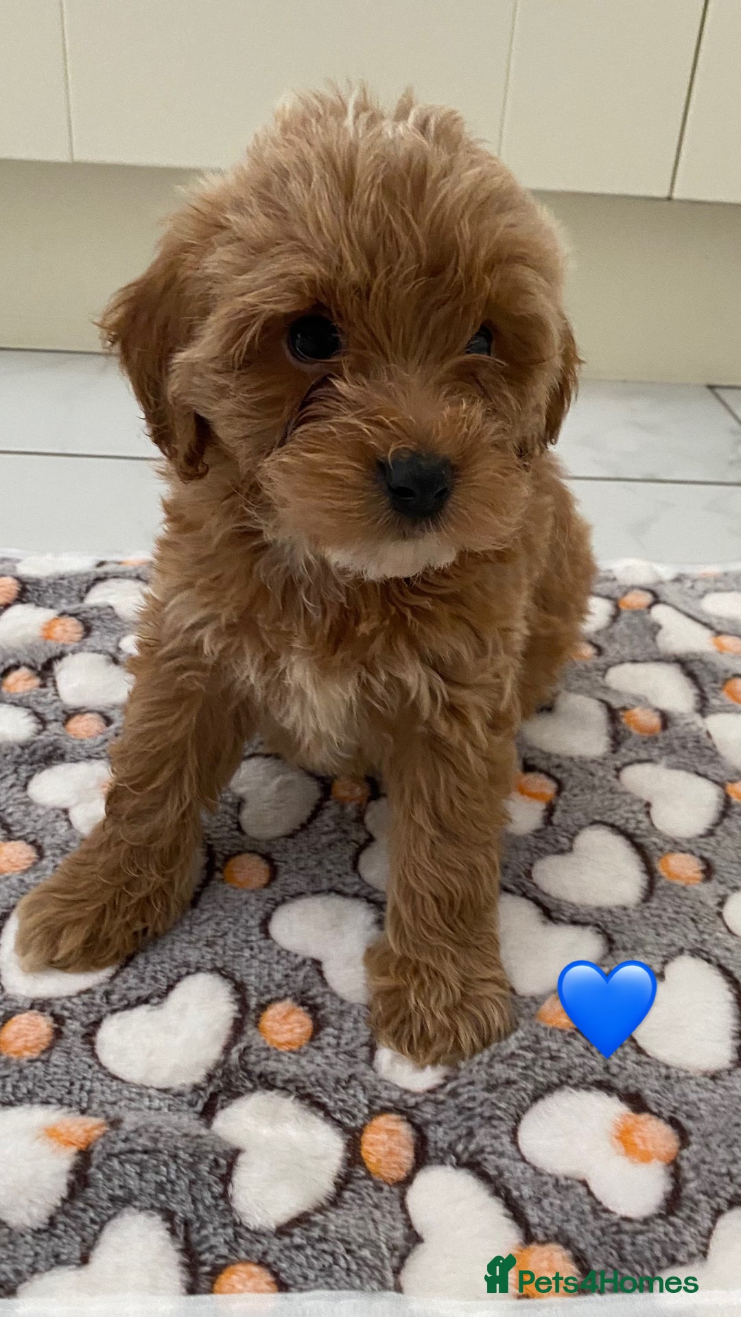Cockapoo dogs for sale: 💙💙Cockerpoos🩷🩷 Ready Now💙🩷 - Image 4
