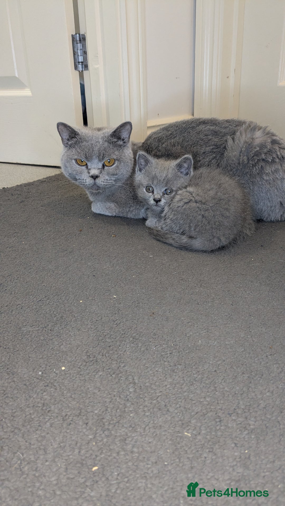 British Shorthair cats for sale: Ready now!! British shorthair kittens  - Image 21