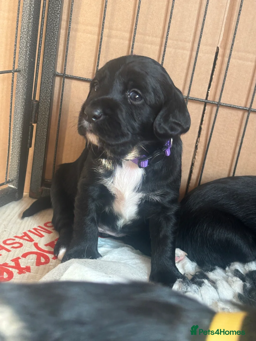 Mixed Breed dogs for sale: Working Line Springador pups! - Advert 1