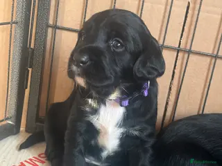 Mixed Breed dogs Working Line Springador pups! - Advert 7