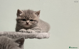 Scottish Fold cats for sale: Scottish fold and Scottish straight kitten - Advert 16