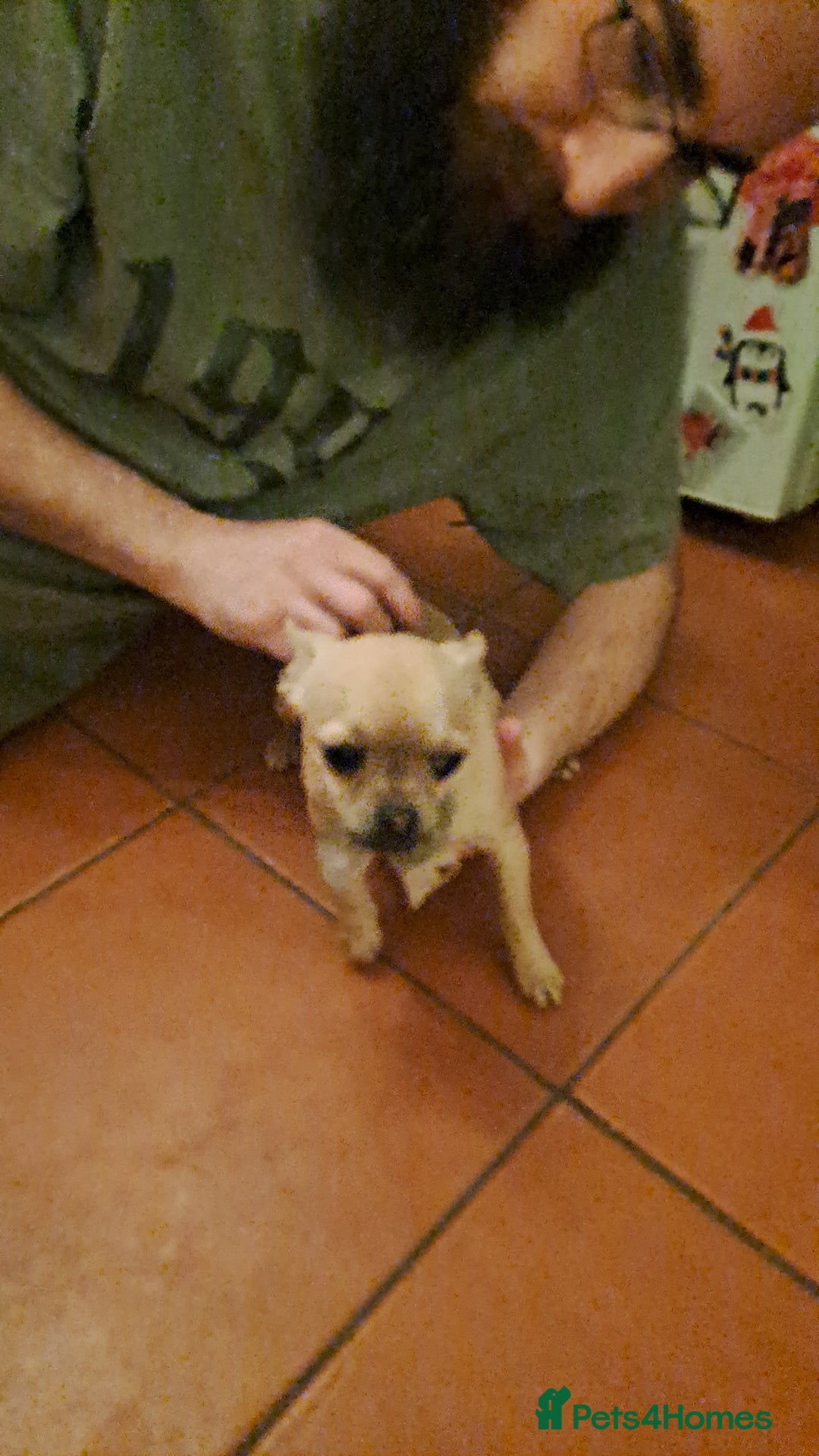 Mixed Breed dogs for sale: Frenchie x chihuahua x2.females. 7 months old. - Advert 5