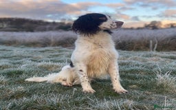 Sprocker dogs for sale: Beautiful F1 Sprocker Spaniel Puppies. in King's Lynn - Image 19