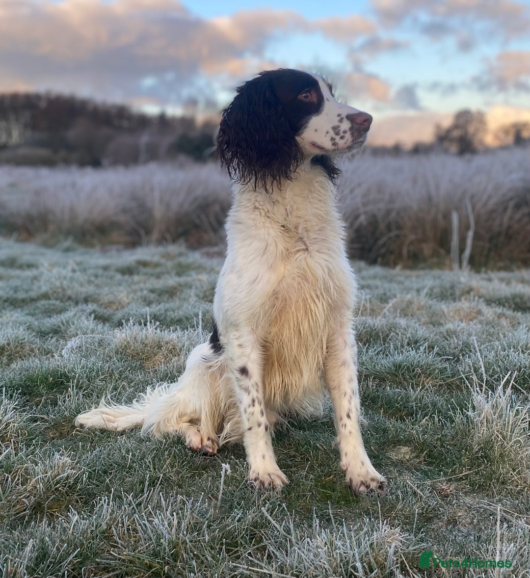 Sprocker dogs for sale: Beautiful F1 Sprocker Spaniel Puppies. in King's Lynn - Image 19