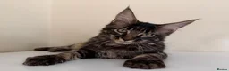 Maine Coon cats for sale: Ready for home pure bred maine coon kittens - Advert 4