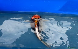 Koi Carp fish for sale: 1 x kujaku koi 1 x chagoi koi - Image 2