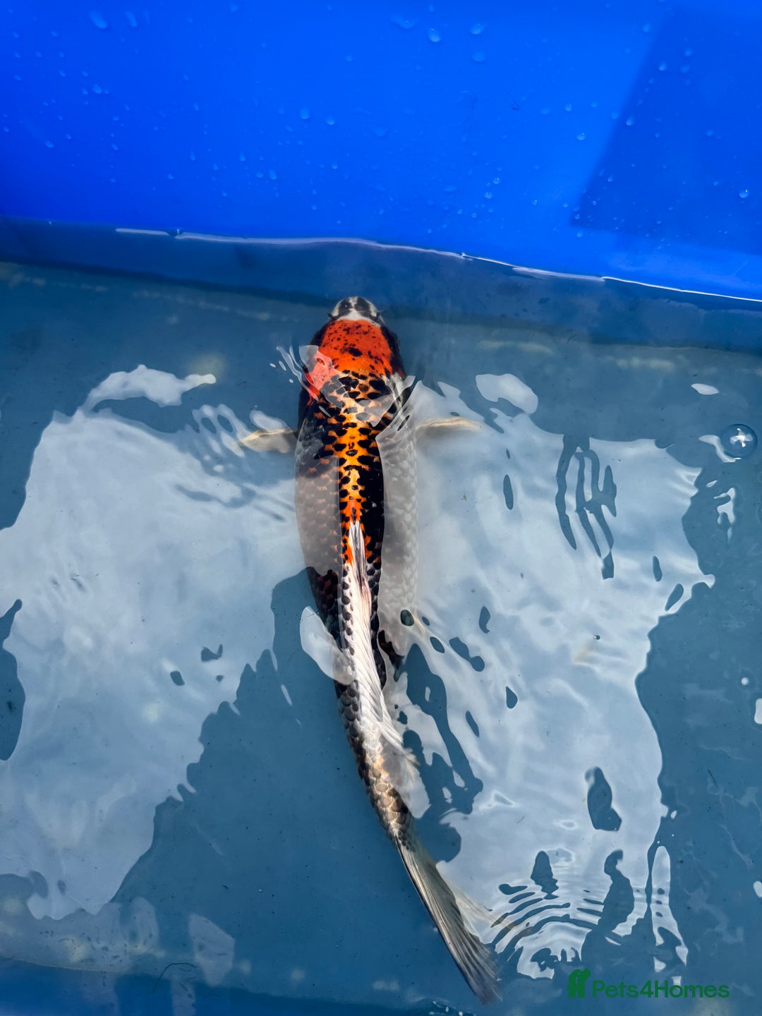 Koi Carp fish for sale: 1 x kujaku koi 1 x chagoi koi - Image 2