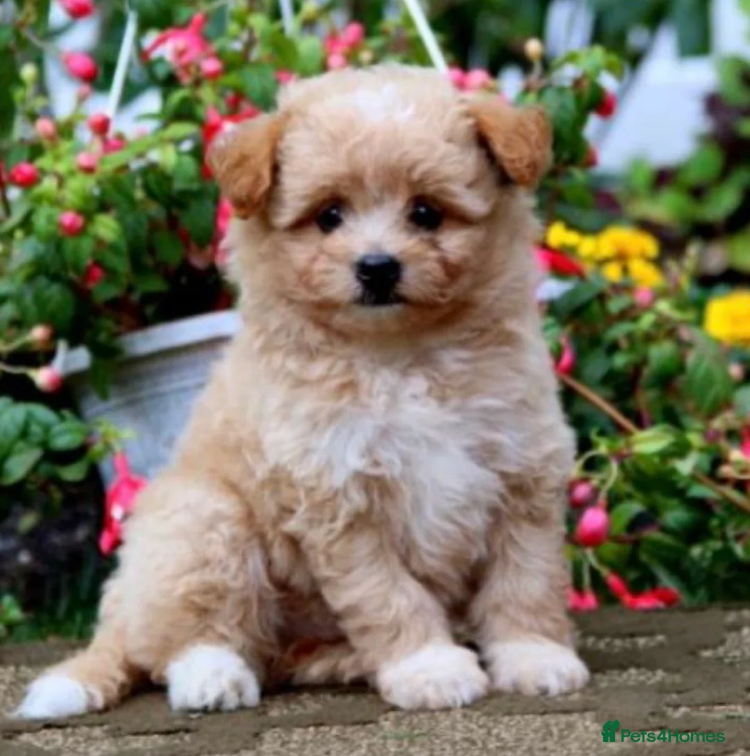 Pomapoo dogs for sale: *Waiting list Open * Summer 2026 Pomapoo  in Lichfield - Advert 2