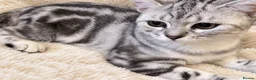 British Shorthair cats for sale: Stunning Silver BSH Kittens GCCF Champion Lines - Advert 20