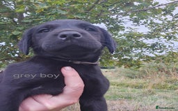 Labrador Retriever dogs for sale: KC Reg Labrador Puppies  - Image 13