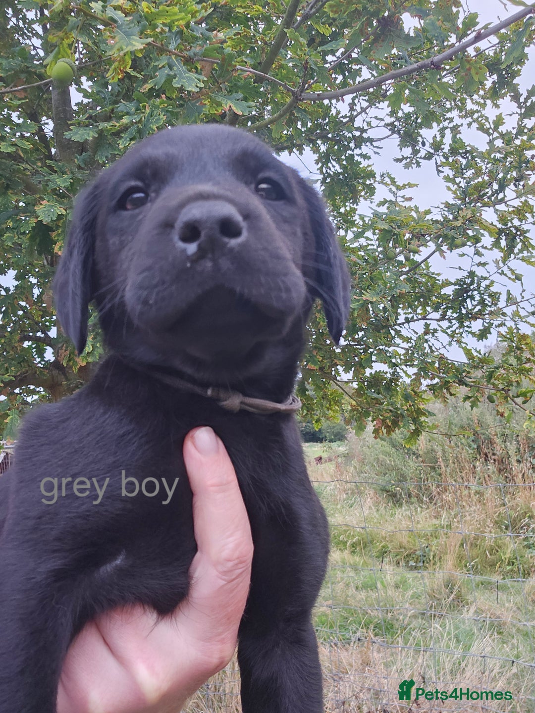 Labrador Retriever dogs for sale: KC Reg Labrador Puppies  - Image 13