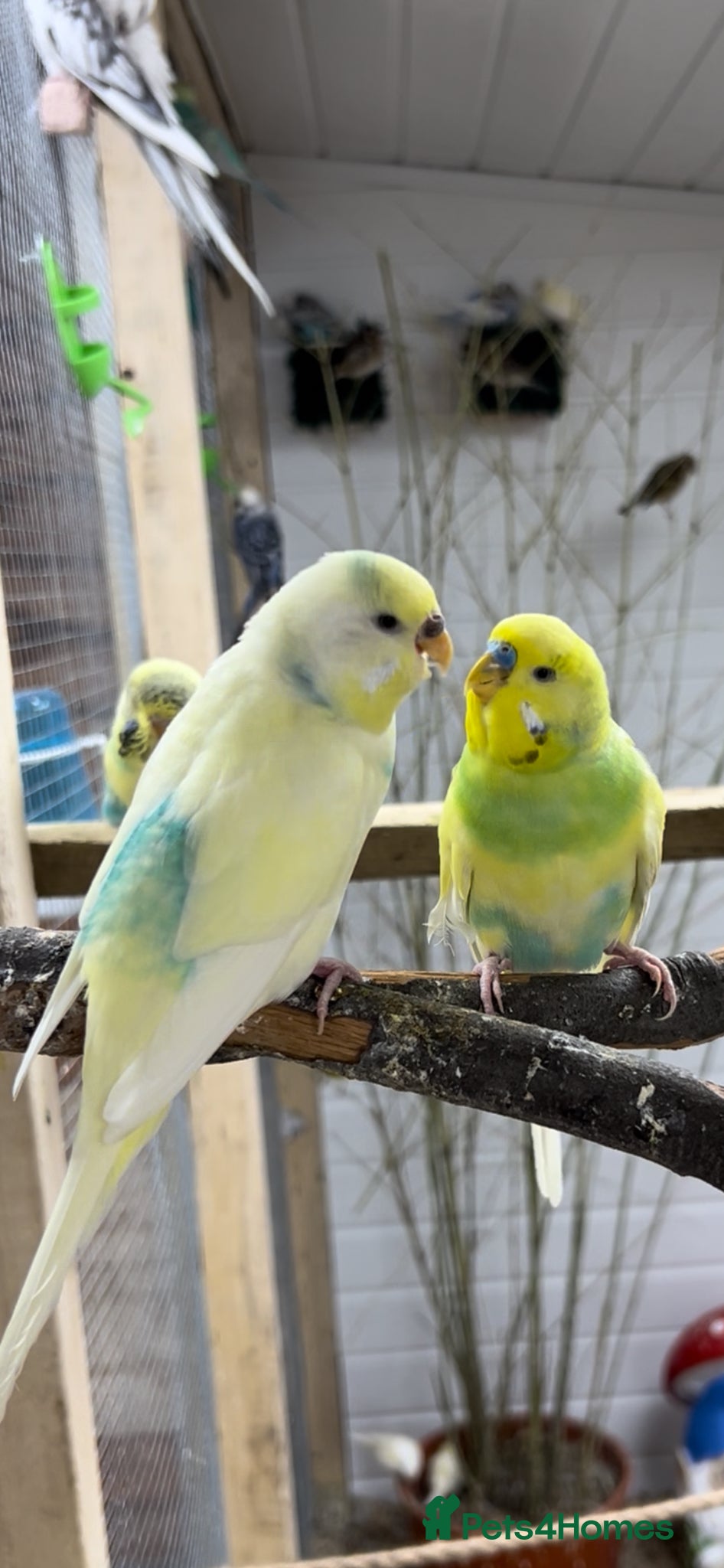 Budgerigars birds Male and female breeding pair of budgies  - Advert 4