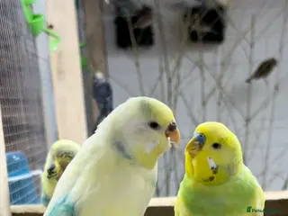 Budgerigars birds Male and female breeding pair of budgies - Advert 4