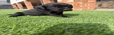 Springador 8