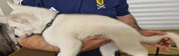 Siberian Husky dogs for sale: 5 Boys & 2 Girls Siberian Huskies – b. 21/5/26 - Advert 23