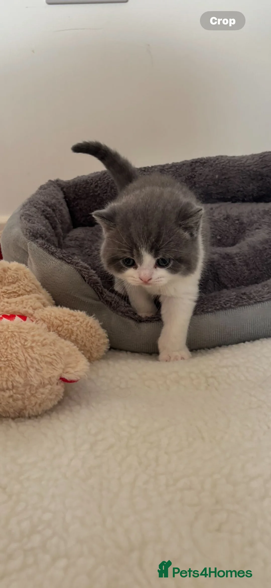 British Shorthair cats for sale: 🧸2 Remaining Chunky British Shorthair Kittens🧸 - Advert 23