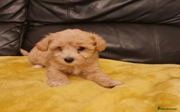 Maltipoo dogs for sale: Maltipoo puppies for sale - Image 21