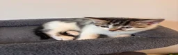 Mixed Breed cats for sale: 2 female kittens available  in Uckfield - Advert 5