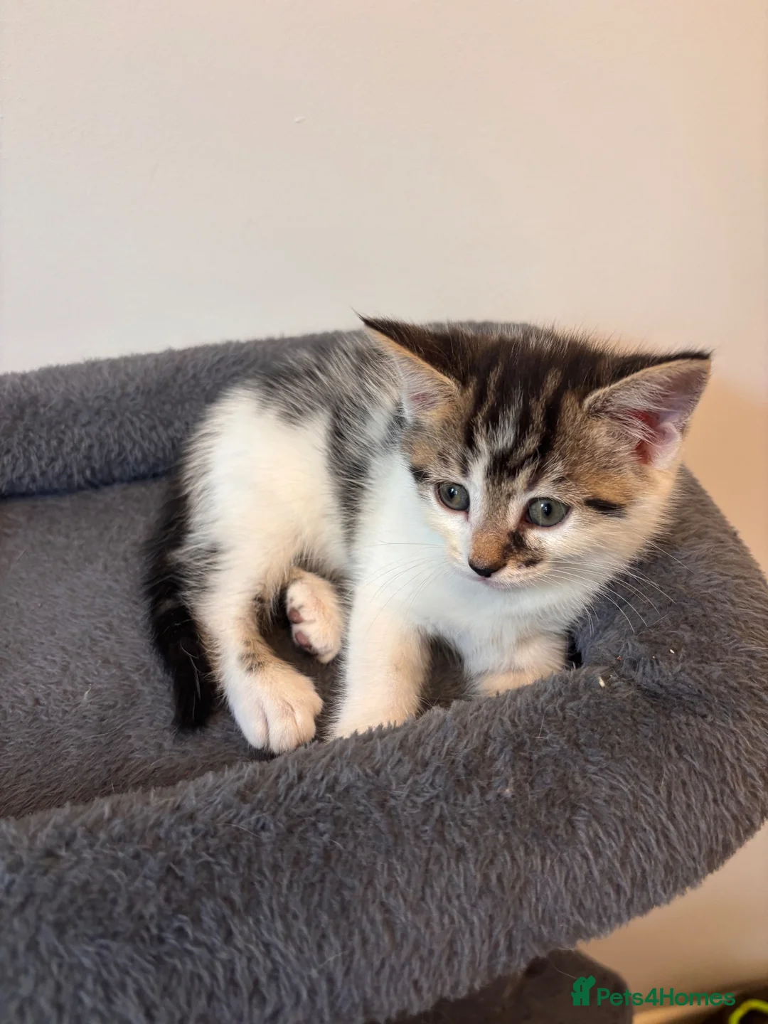 Mixed Breed cats for sale: 2 female kittens available  in Uckfield - Advert 5
