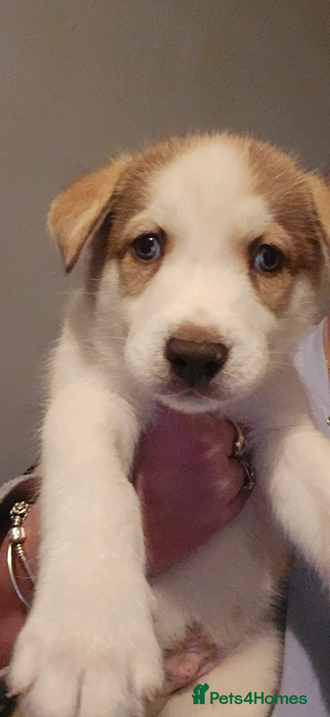 Siberian Husky dogs for sale: Husky puppies  - Advert 6