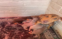 Jack Russell dogs for sale: Beautiful Muchwenlock Jack Russell puppies - Image 8