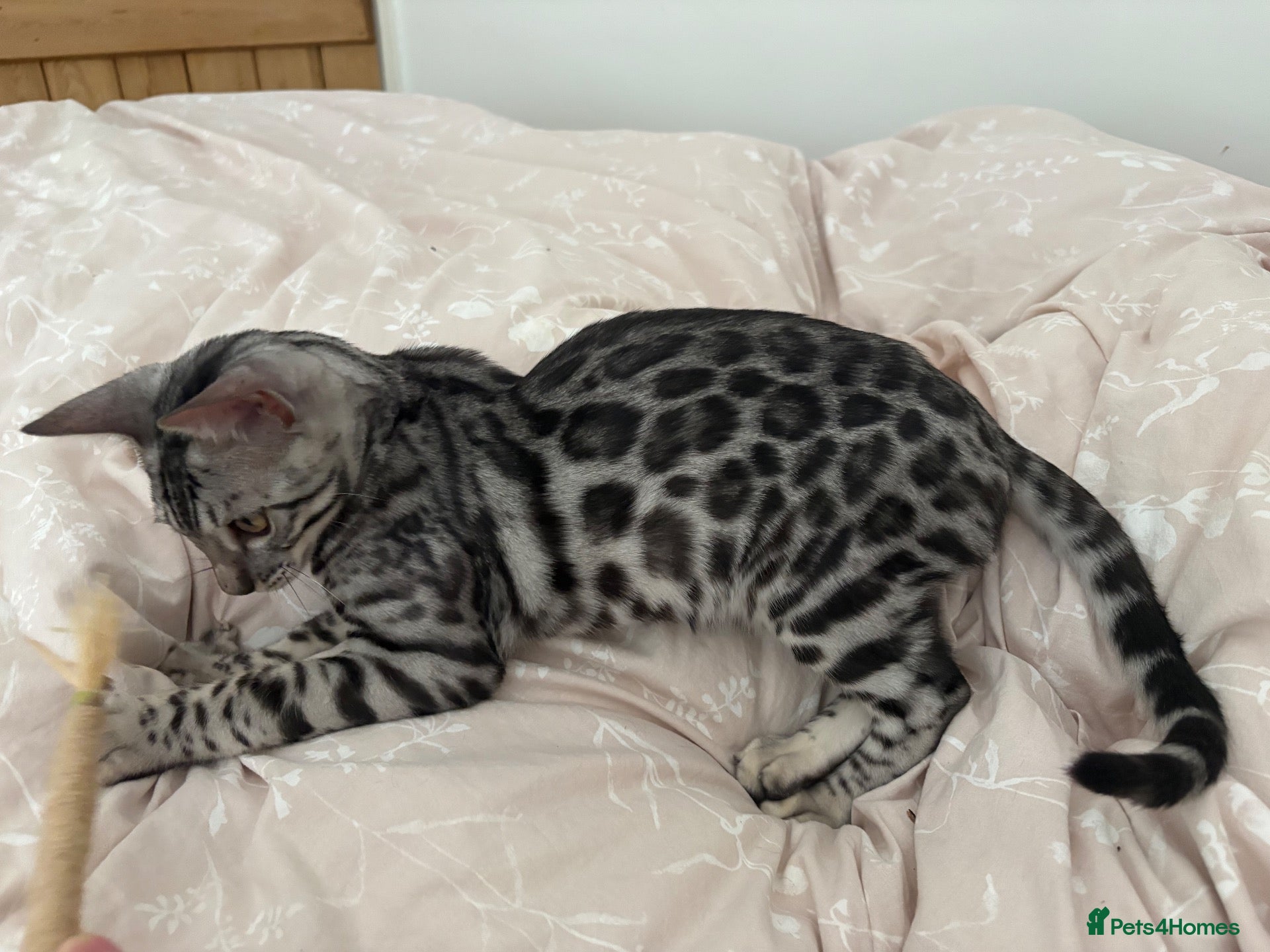 Bengal cats Silver Bengal kitten - Advert 7