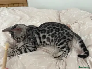 Bengal cats Silver Bengal kitten - Advert 7