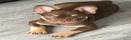 French Bulldog dogs for sale: Stunning rogo girl - Advert 4