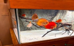 Discus fish for sale: Discuss Plus Phantom - Image 3