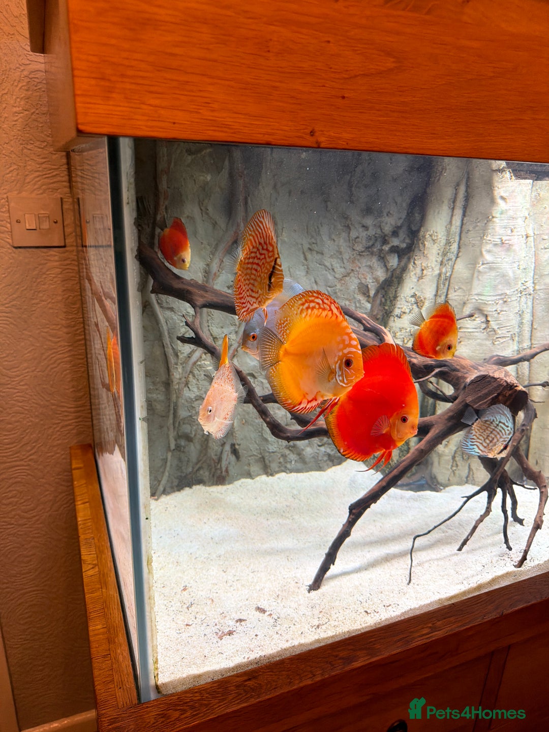 Discus fish for sale: Discuss Plus Phantom - Image 3