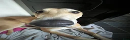Mixed Breed dogs for sale: Lurcher - Advert 2